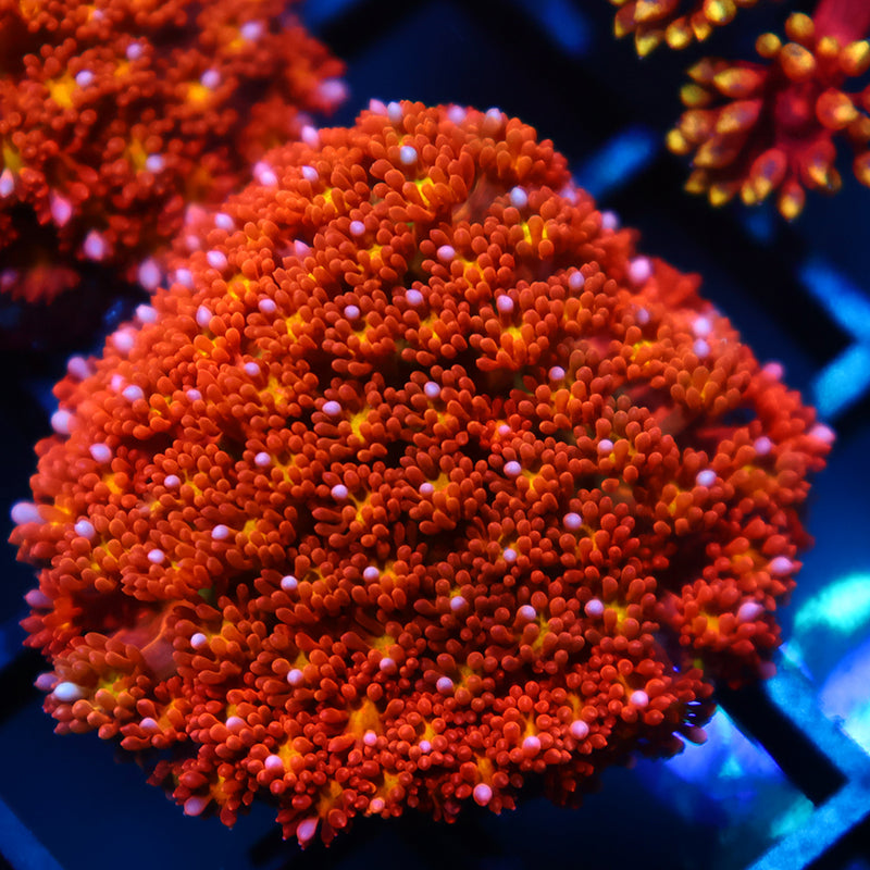TCK Oddball Bernardpora Goni
