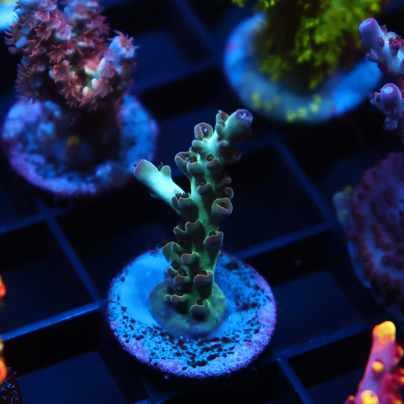 TCK Purple Singapore Acro