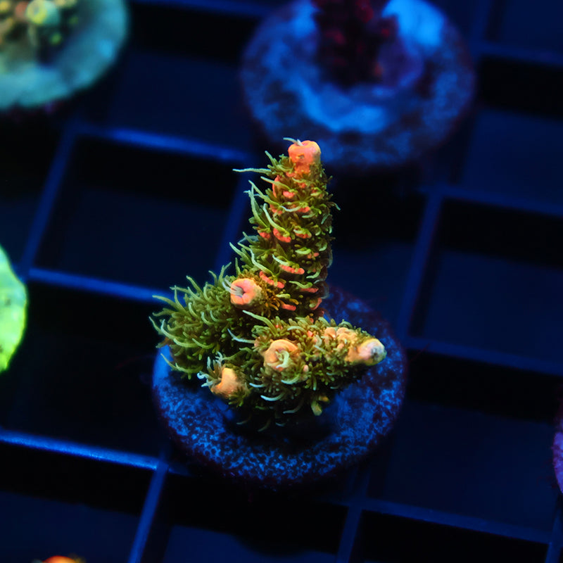 JF Solar Flare Milli