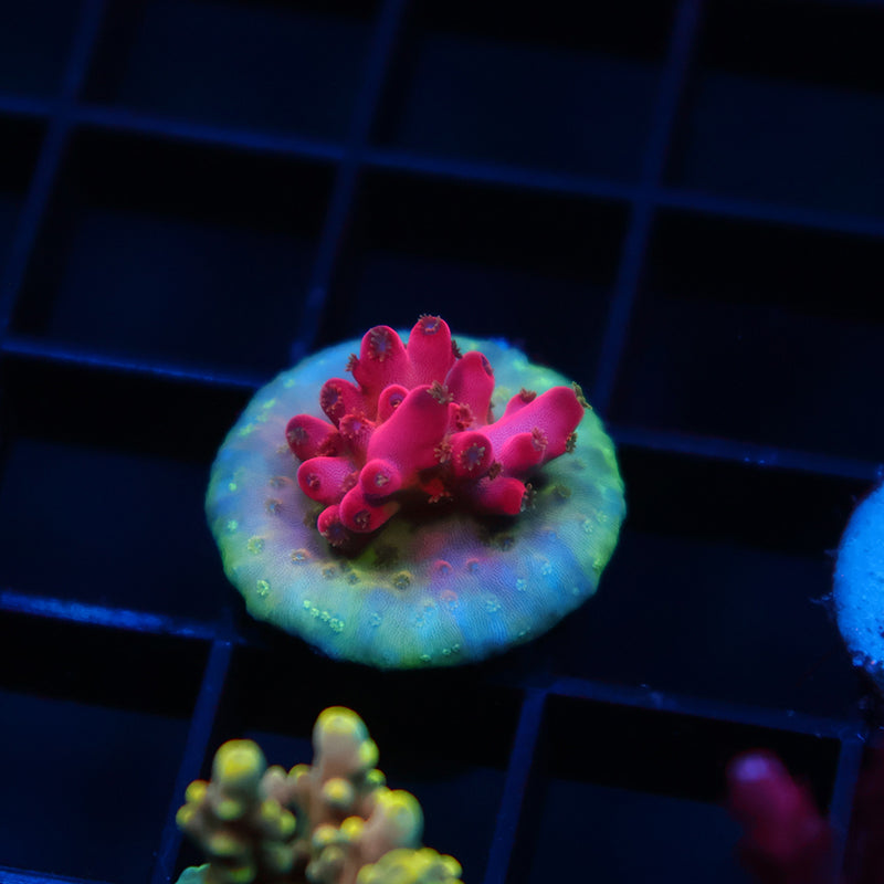 TCK Fire Blossom