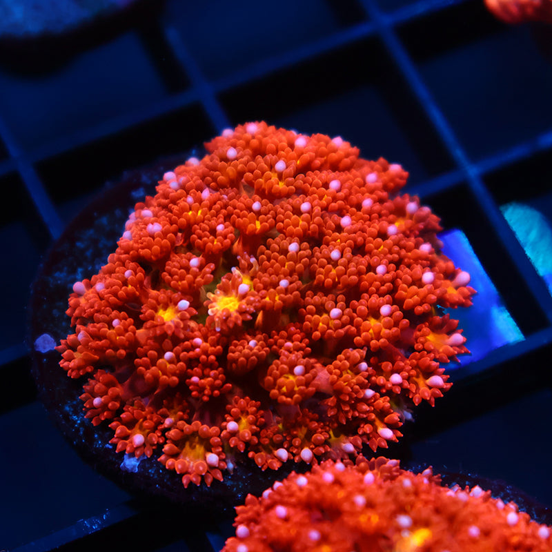 TCK Oddball Bernardpora Goni