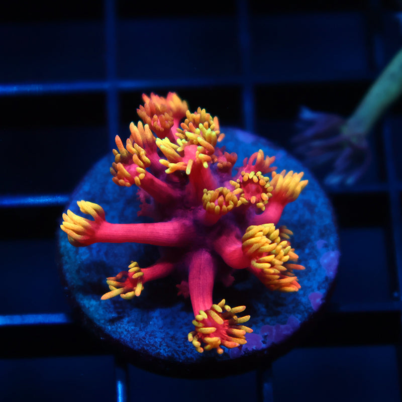 TCK Fireballs Goni