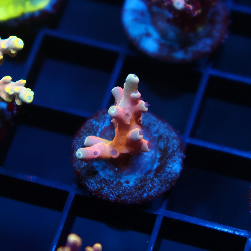 TCK Atomic Echinata