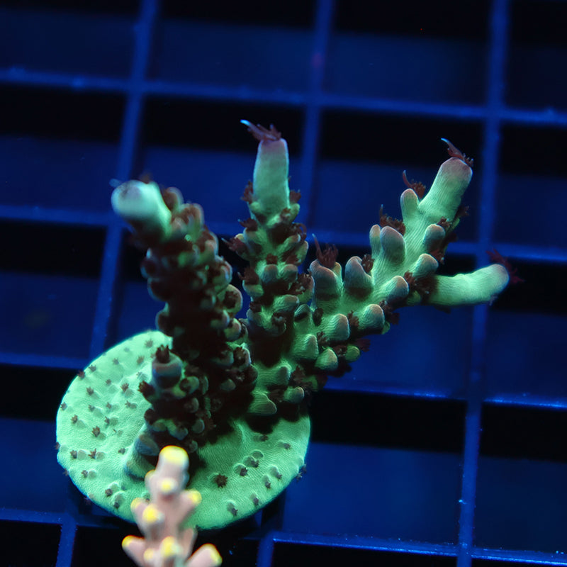 TCK Purple Singapore Acro