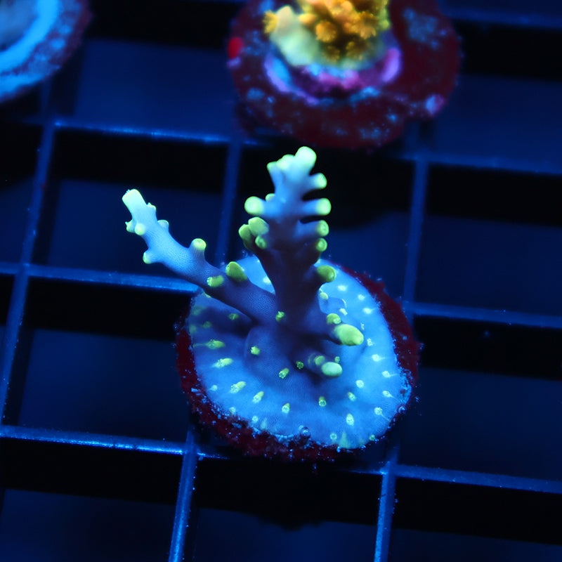 TCK OG Dragon