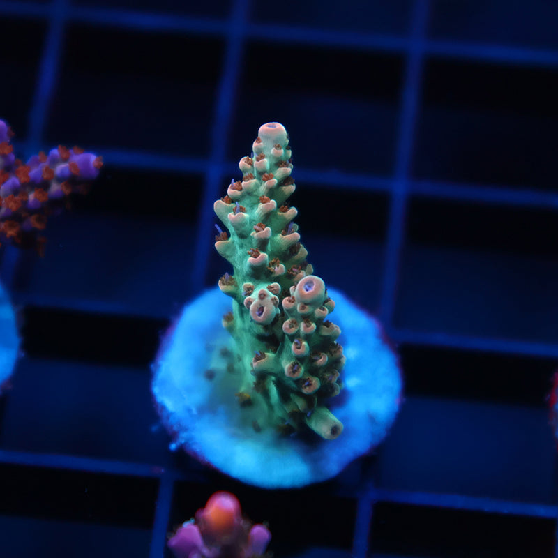 TCK Pink Polyp Shortcake