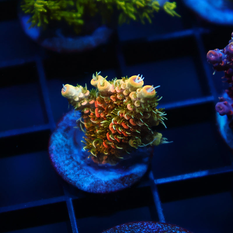 JF Solar Flare Milli
