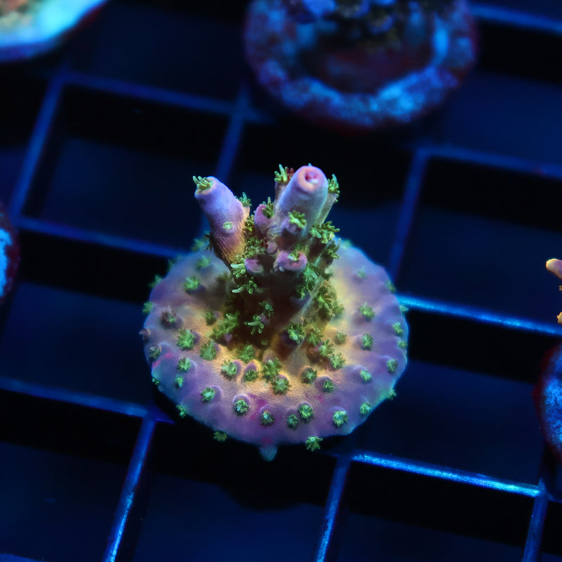TCK Grafted Kaleidoscope