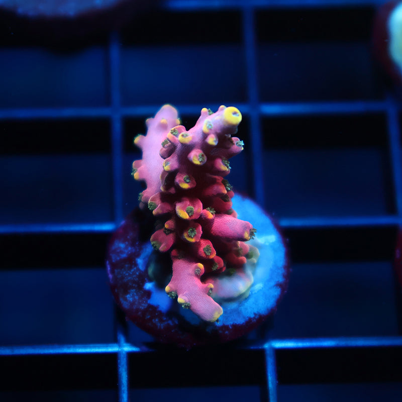 TCK Glow Forge Acro