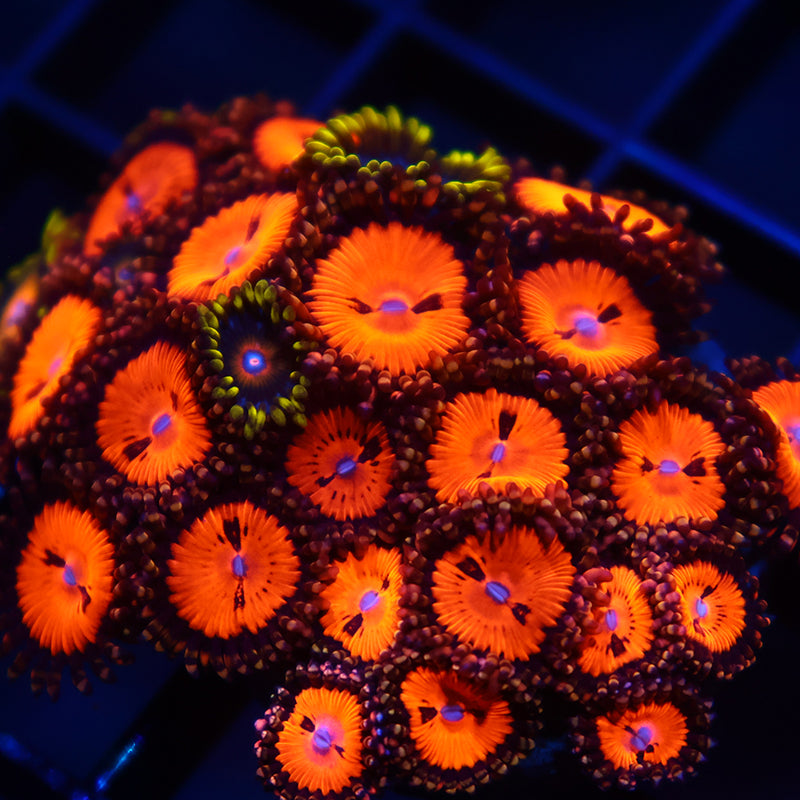 WWC Bloodsuckers/Scrambled Eggs
