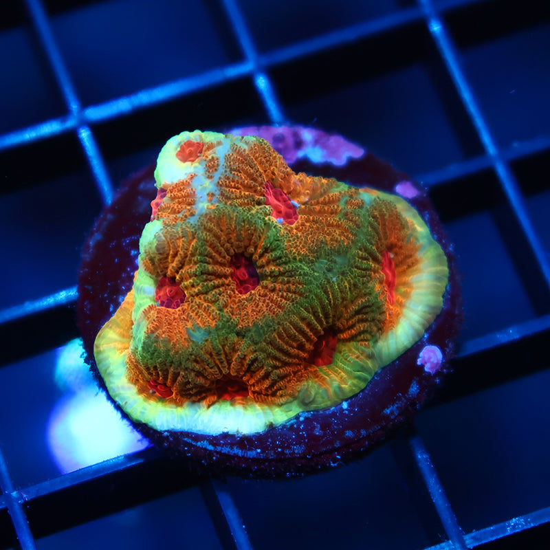 TCK Fascination Favia