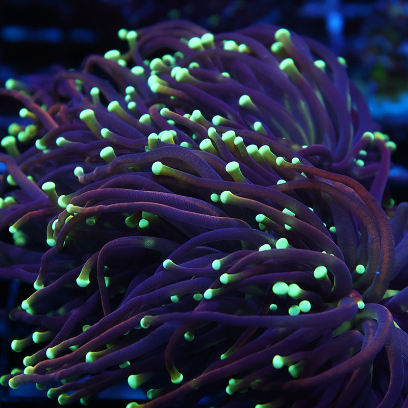 TCK Yellow Tips Indo Gold Torch