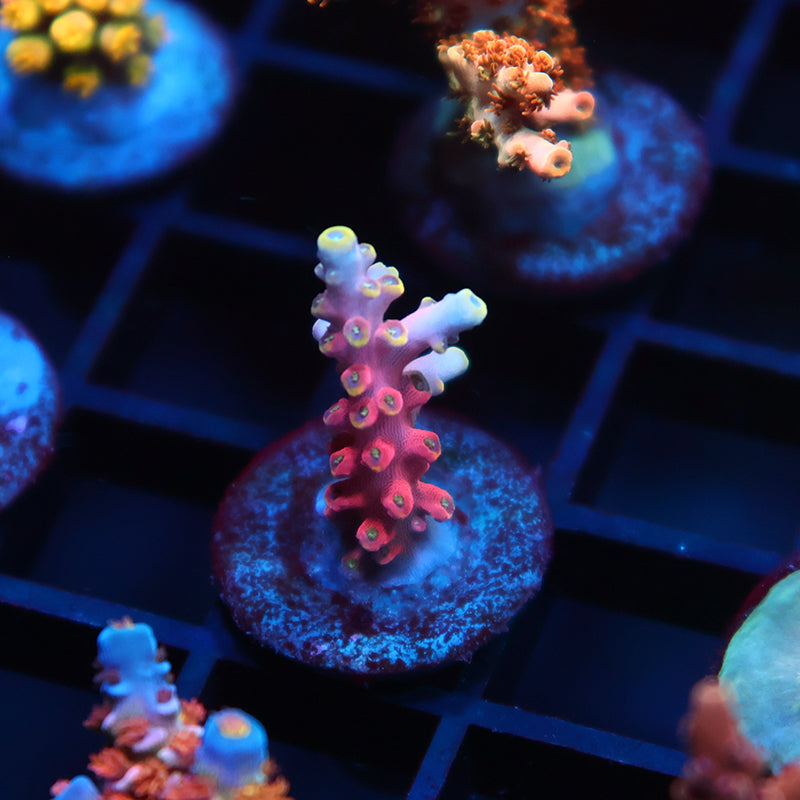 TCK Glow Forge Acro