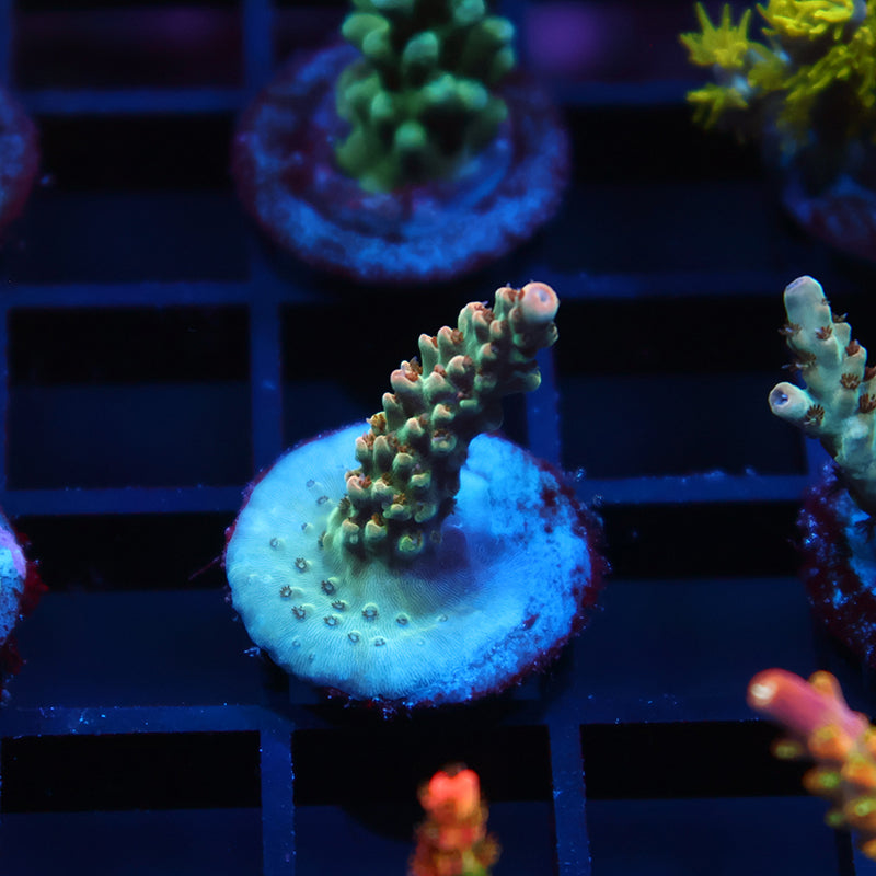 TCK Pink Polyp Shortcake