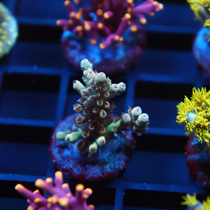 TCK Pink Polyp Shortcake
