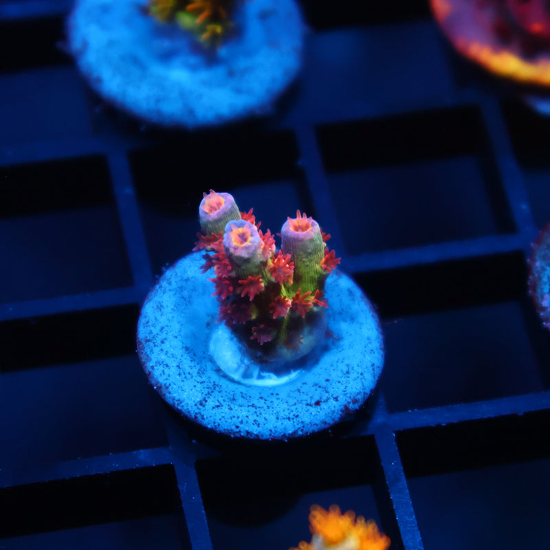 Tiny TGC Acrolandia