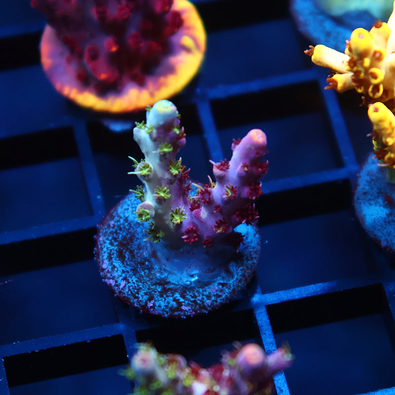 TCK Grafted Kaleidoscope