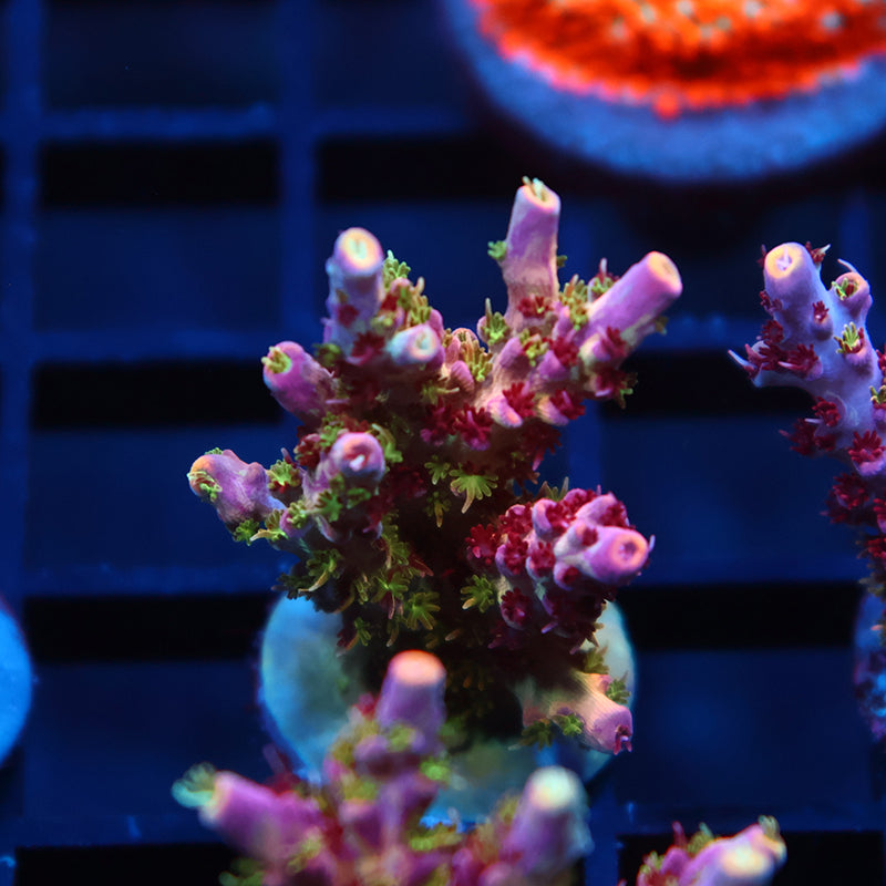 Insane TCK Grafted Kaleidoscope