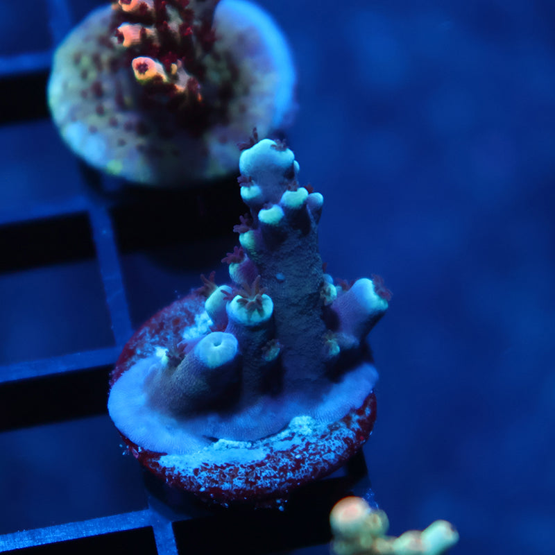 OG Oregon Tort