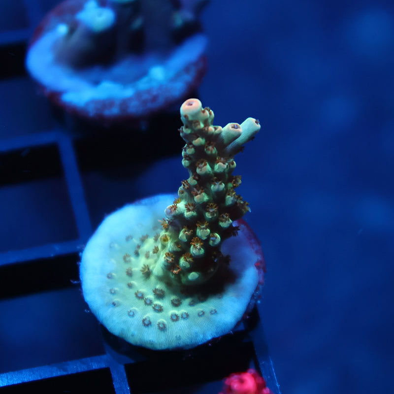 TCK Pink Polyp Shortcake