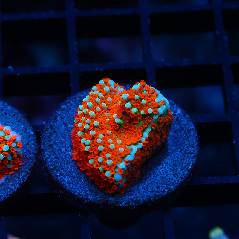 JF Aquaman Monti