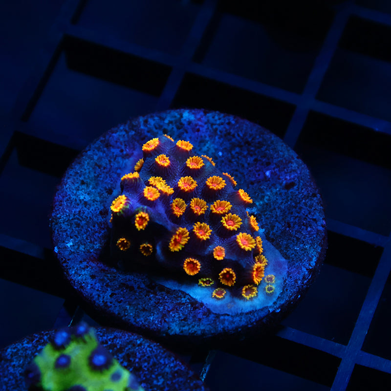 WWC Bizarro Cyphastrea
