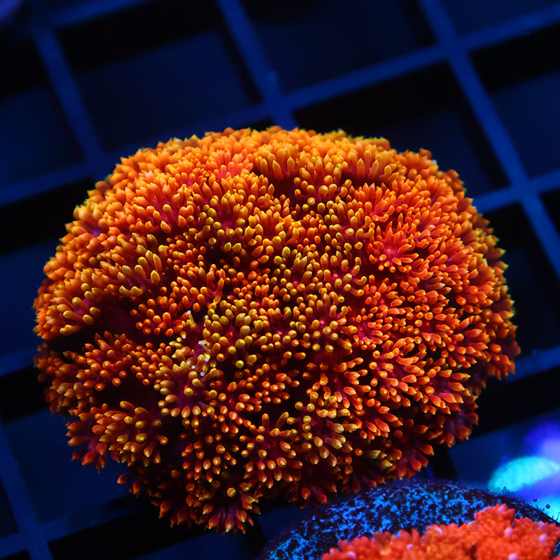 TCK Rainbow Crunch Goni Bernardpora