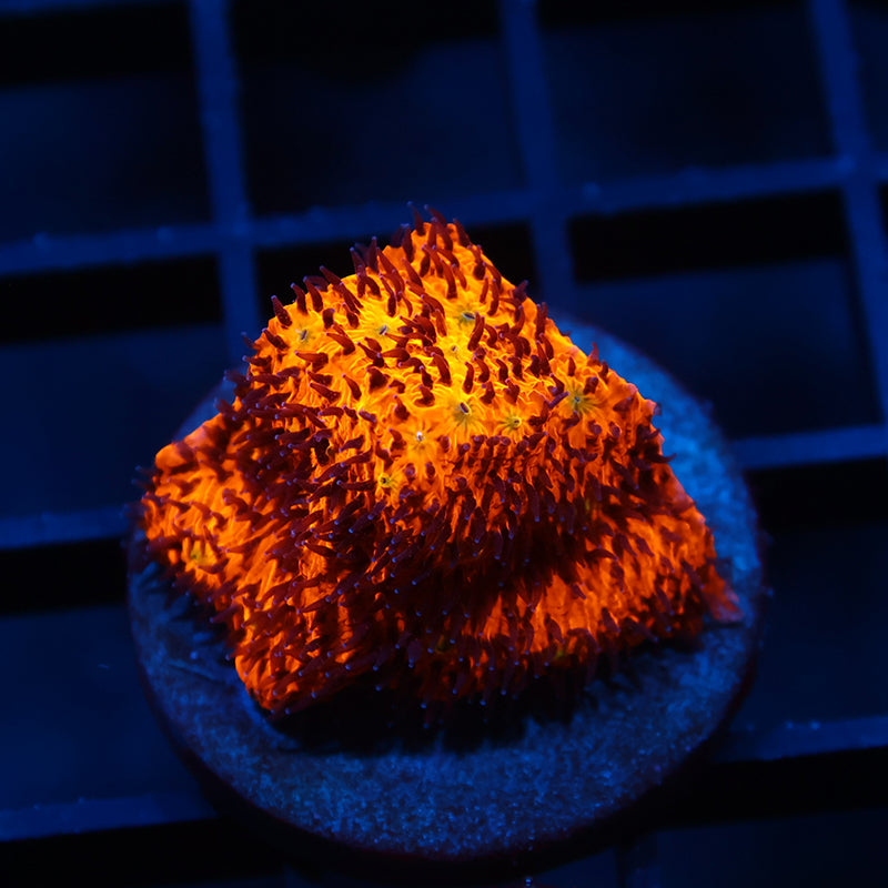 TCK Bright Orange Litho