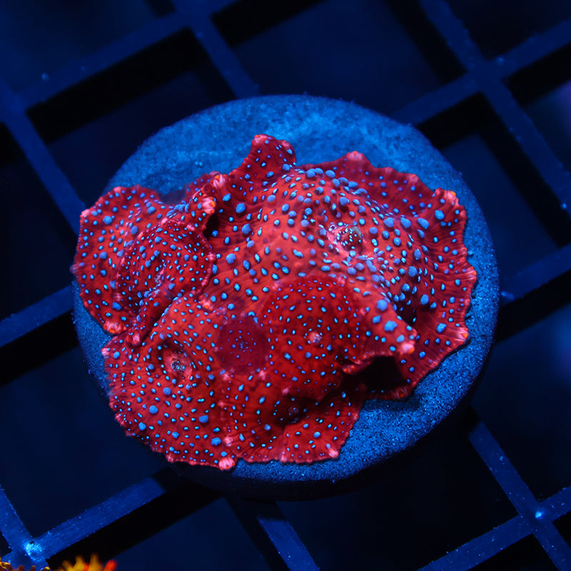 TCK Superman Mushrooms