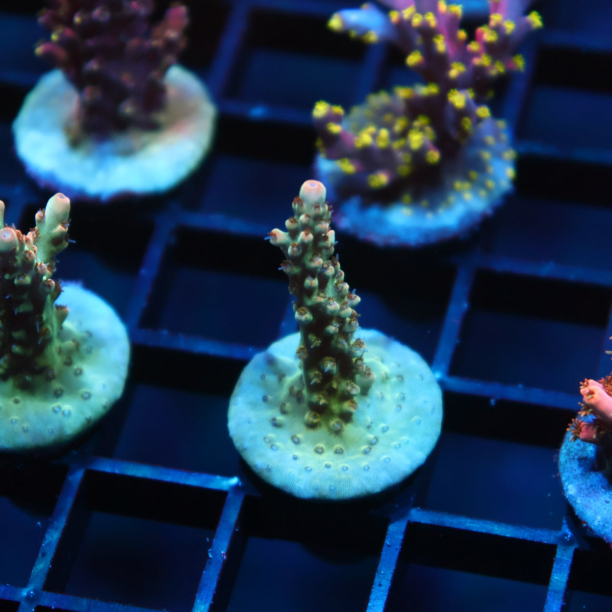 TCK Pink Polyp Shortcake