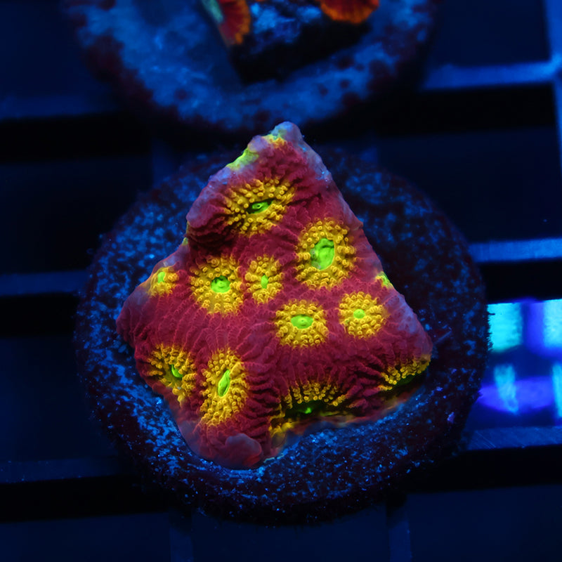 TCK Fire Favites