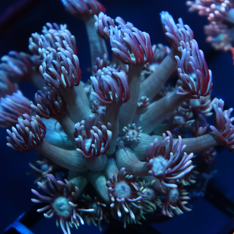 TCK Teal Gumballs Goni