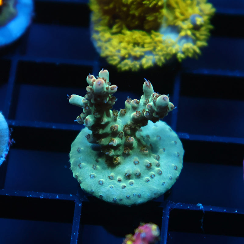 TCK Pink Polyp Shortcake