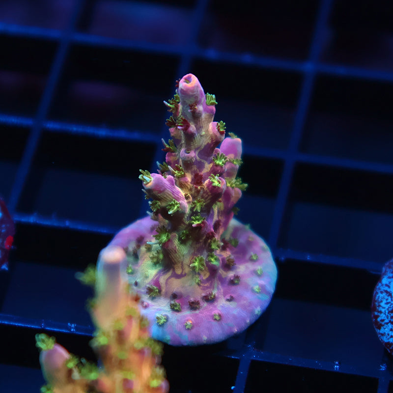 Insane TCK Grafted Kaleidoscope