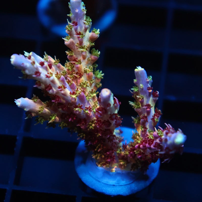 Lg TCK Grafted Kaleidoscope