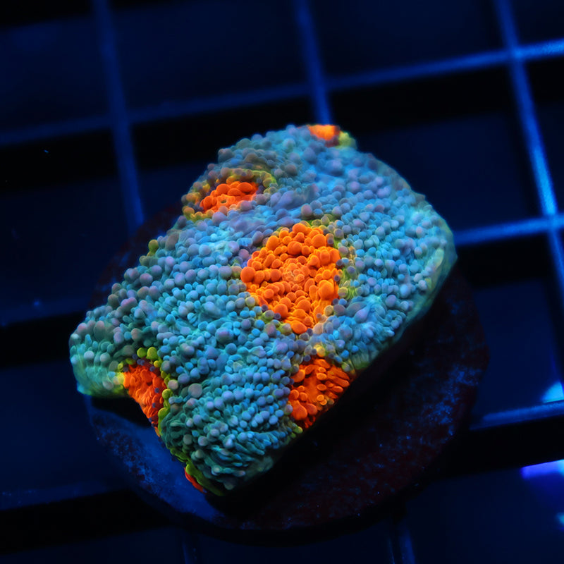 TCK Rainbow Echinata