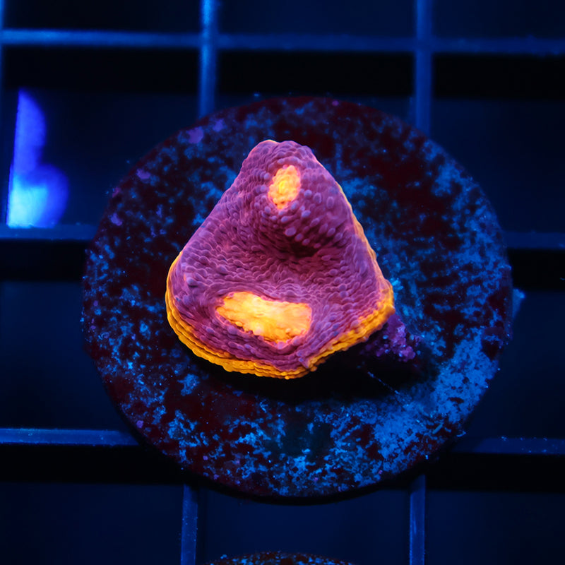 TCK Pink Rainbow Chalice