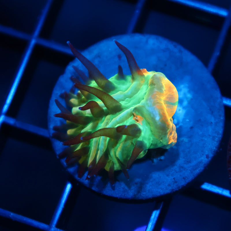 TCK Lemon Head Plate