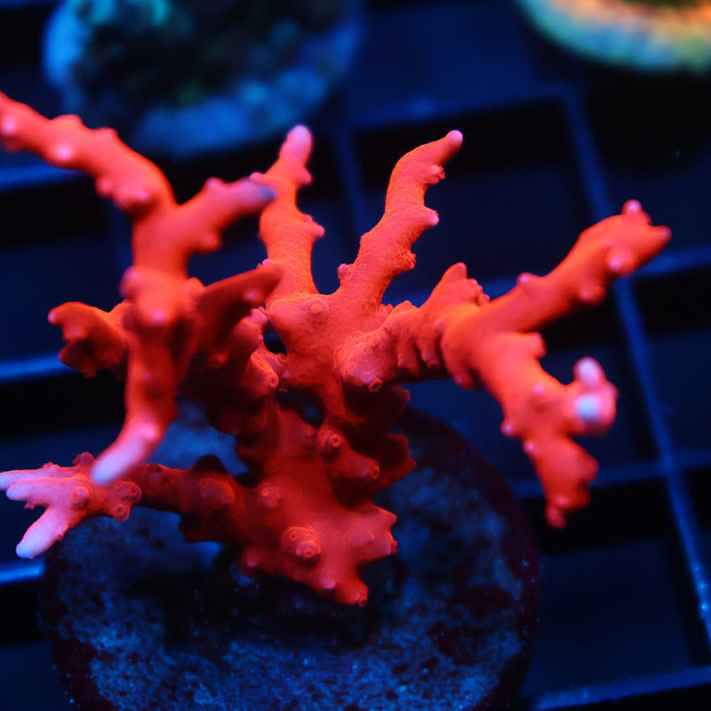 Lg JF TNT Anacropora
