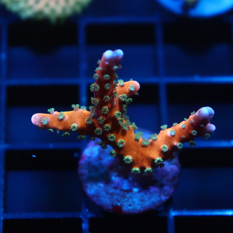 RRC Tropicana Anacropora