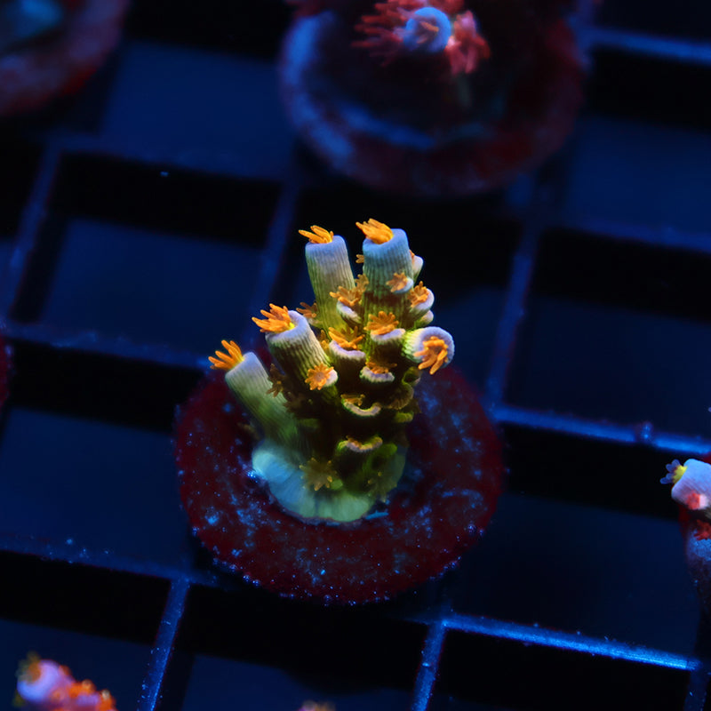 RRC Orange Passion