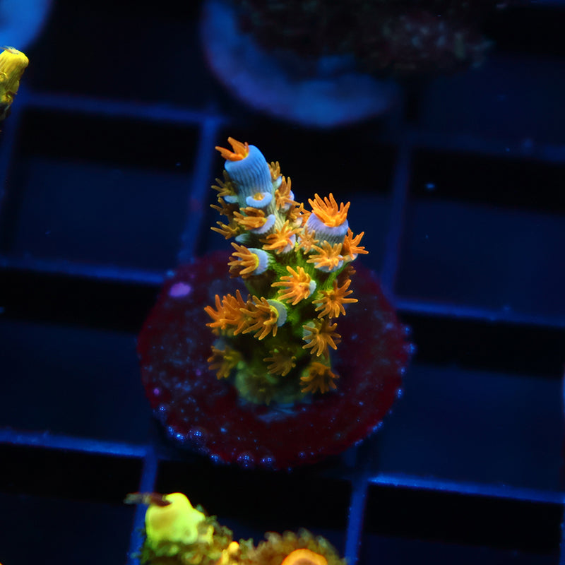 RRC Orange Passion