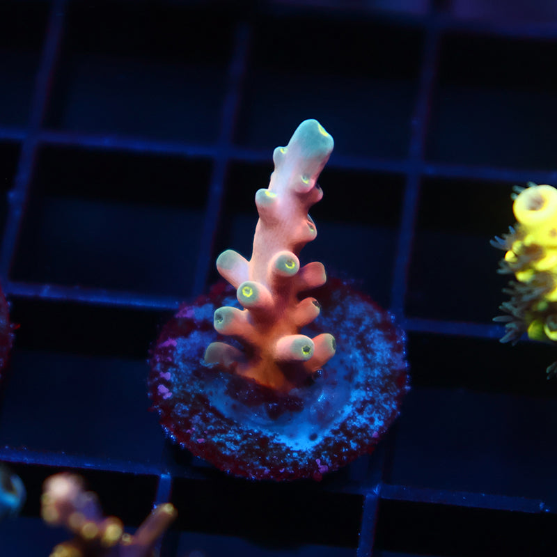 RRC Hellfire Echinata