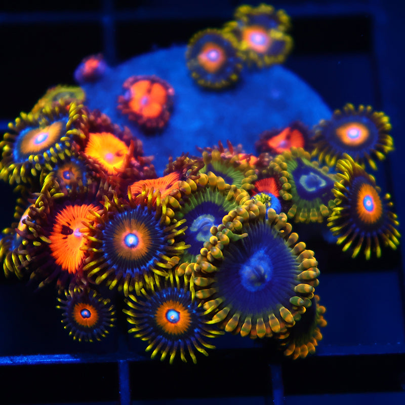 Rainbow Yodas/WWC Bloodsucker/Scrambled Eggs Combo