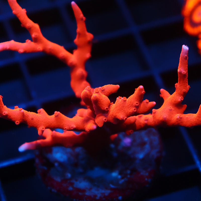 Lg JF TNT Anacropora