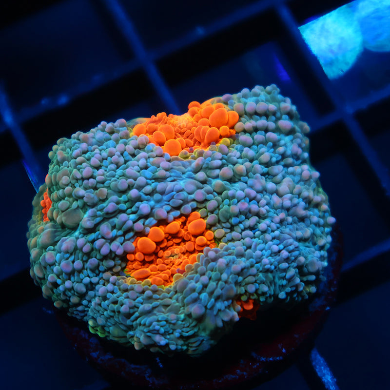 TCK Rainbow Echinata