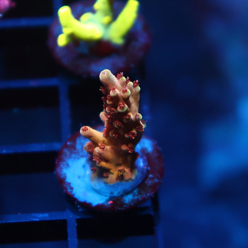 TCK Molten Core