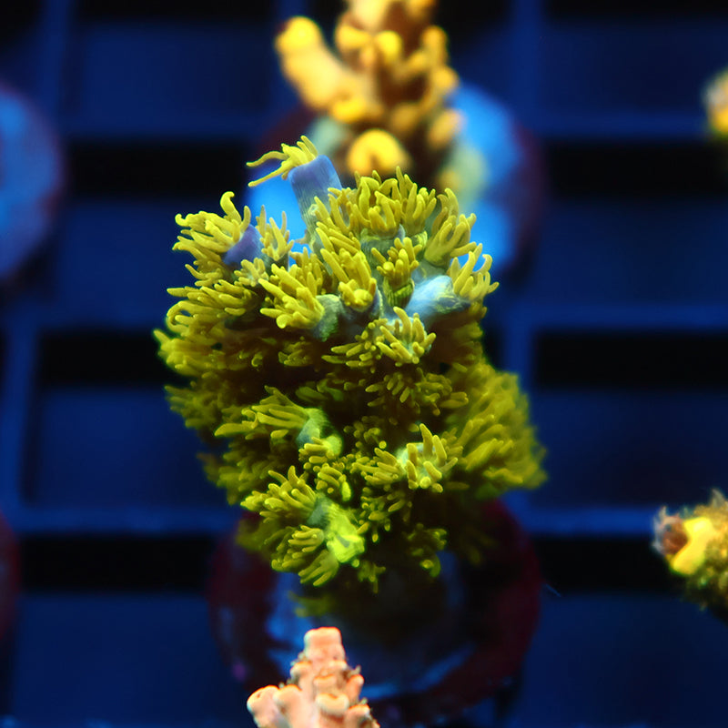 RRC Marvin The Martian