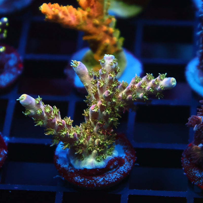TCK Grafted Kaleidoscope