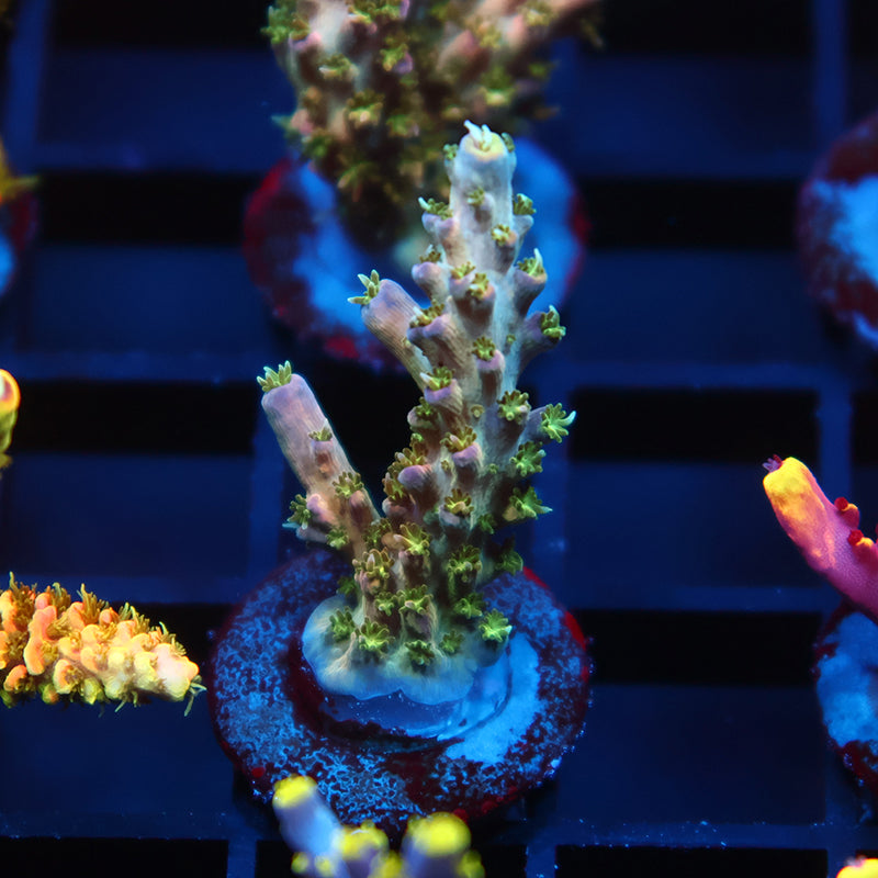 TCK Grafted Kaleidoscope